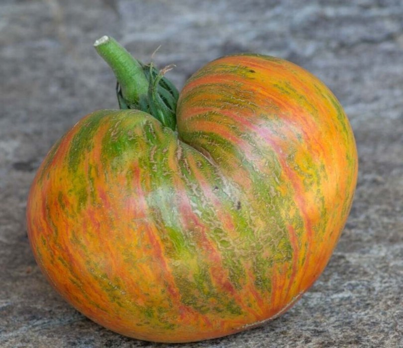Coeur Rose Striée de Pessac paradicsom - Paradicsom különlegességek az Egzotikus Növények Stúdiója kínálatából